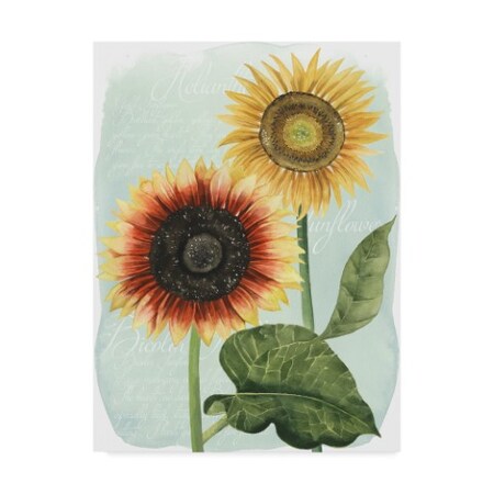 Grace Popp 'Sunflower Study I' Canvas Art,24x32